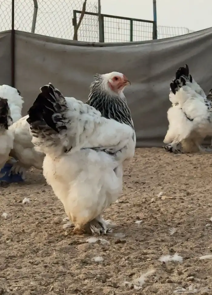 براهما كولمبي لايت بياض   سلالة كونك 3