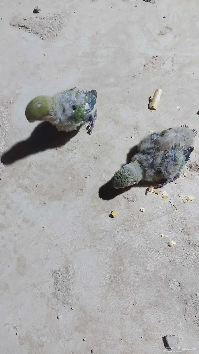 فروخ روز ألون اخضر 2