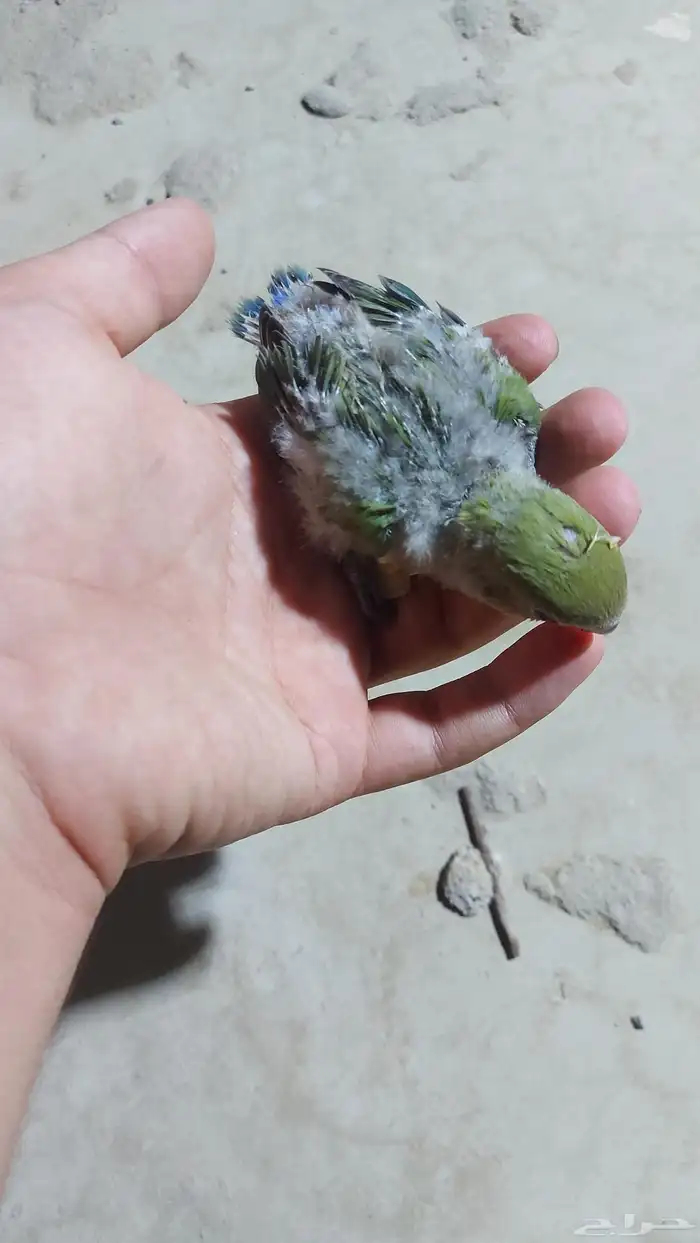 فروخ روز ألون اخضر 0