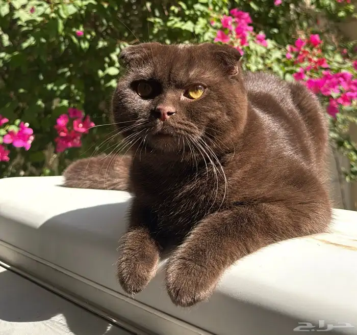 سكوتش فولد سكوتش 0