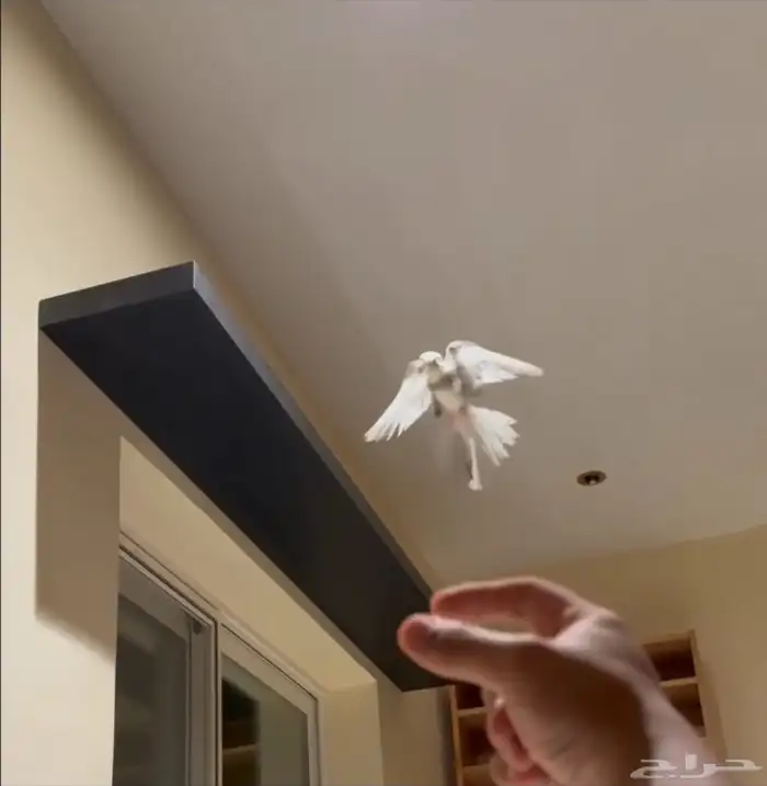 فرخ كروان هدد 2