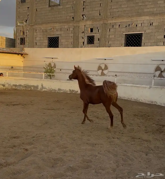 مهره شعبيه شيخه 0