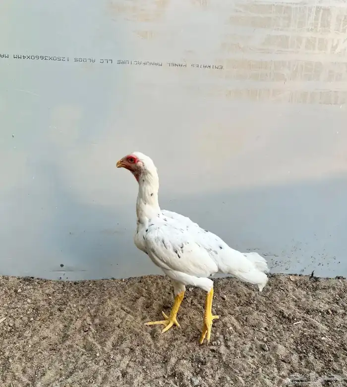 شامو الماني 1