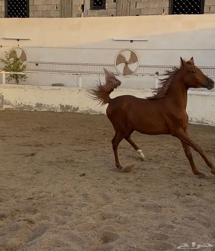 مهره شعبيه شيخه 2