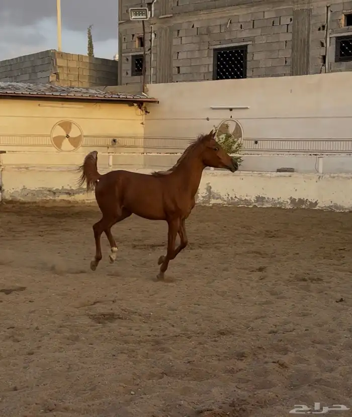 مهره شعبيه شيخه 1