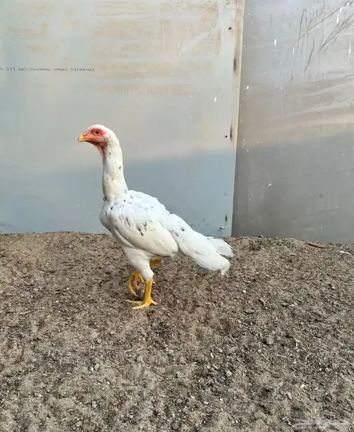 شامو الماني 0