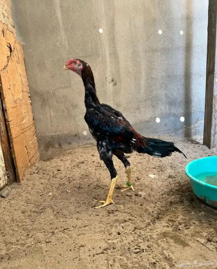 زوج شامو ياباني 1