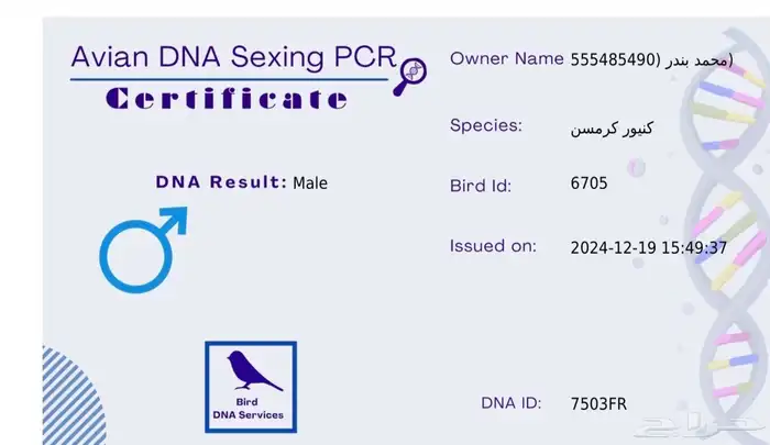 كنيور كريمسون اليف ومتكلم 8