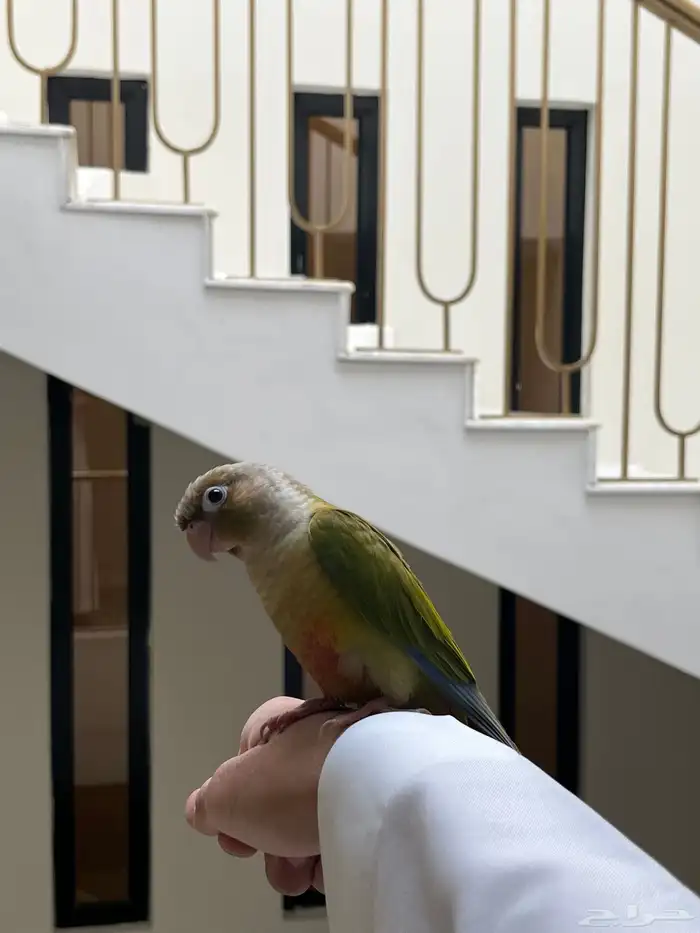 كنيور انناس مفطوم هدد داخلي 0