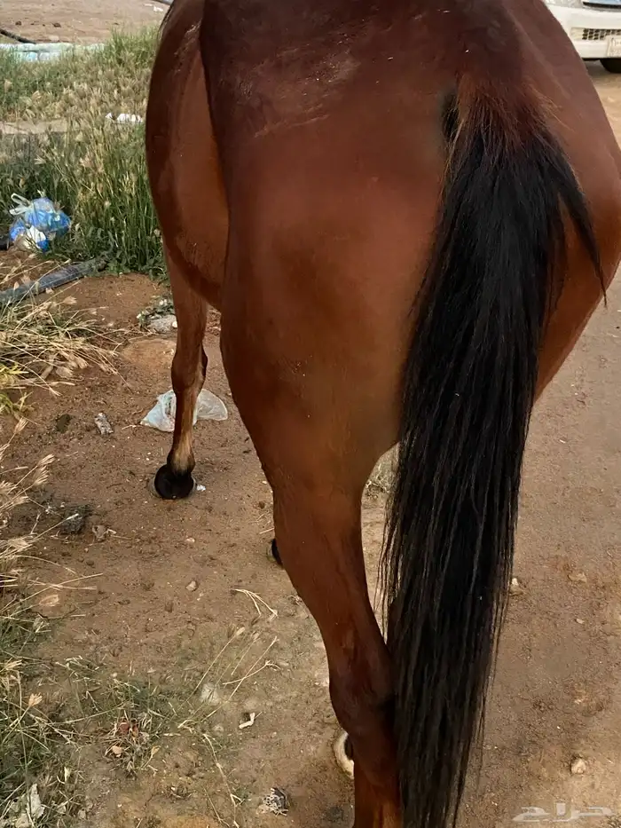 فرس للبيع نقبل عروض غنم 1