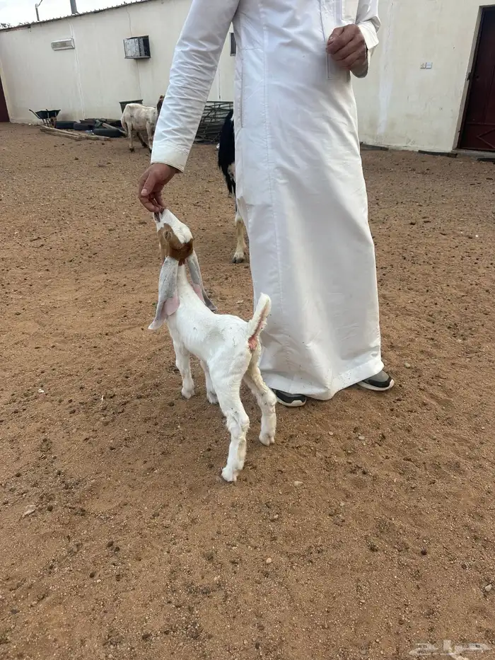 جفره داغور هولنديه 1