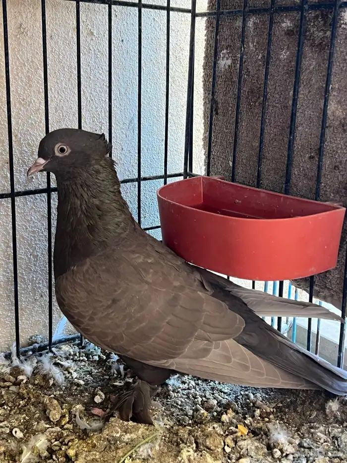 جوز حمام ايراني فارسي 5