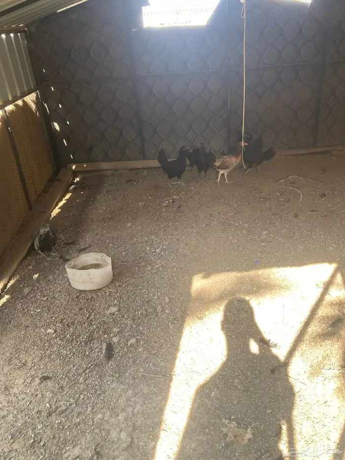 شبكين للدجاج للبيع 2