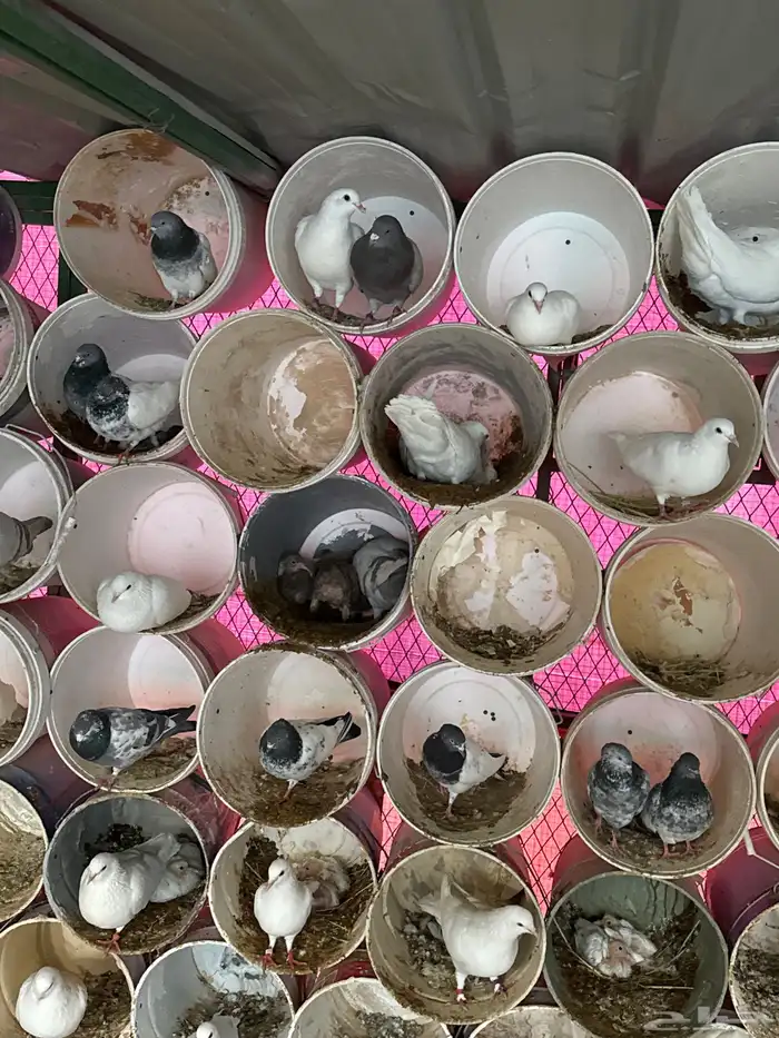 بيع حمام فرنسي شرط منتج وعماره صغيره 120 جوز يوزد اوينقص 2