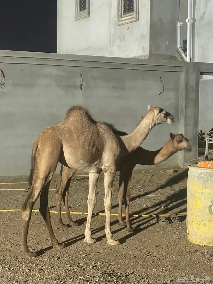 بكره 9 شهور وبعير 7 شهور للبيع 1