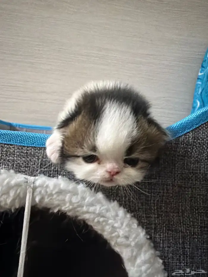 للحجز قطط سكوتش ذكر و انثى 5