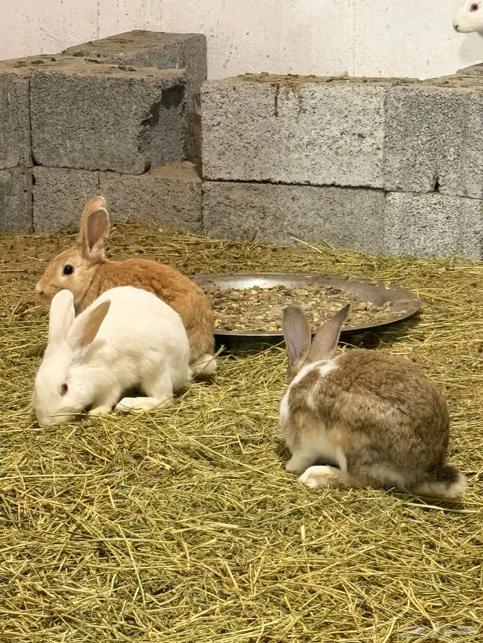 ارانب منتجه للبيع 3