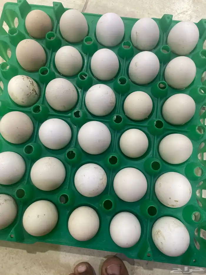 بيض دجاج حساوي صلح حق الكل وا صلح التفقيس موجود 6 طبق السعر 0