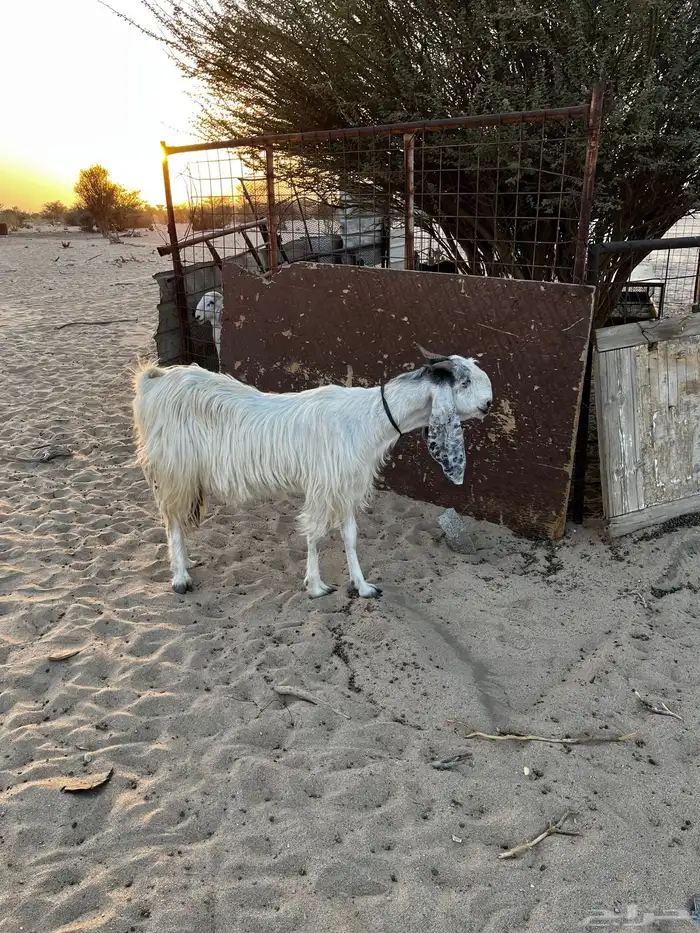 جفرات دفيع شرط 4