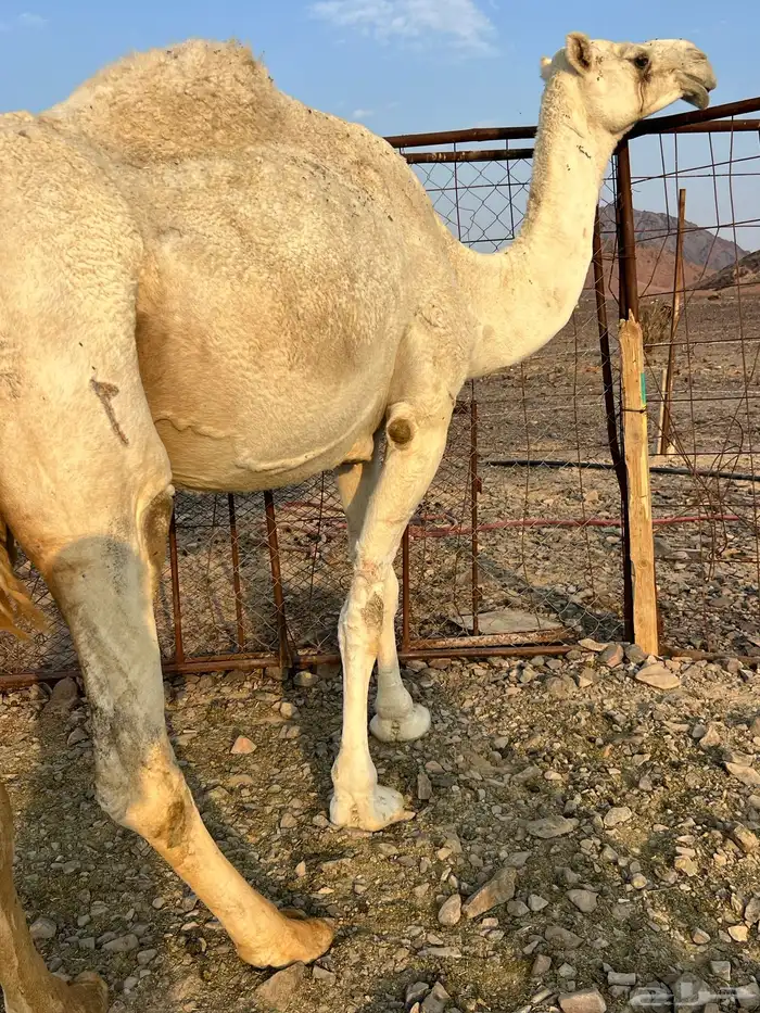 لقحه وضحاء ملاقي كفو ب 7500 تم البيع 4