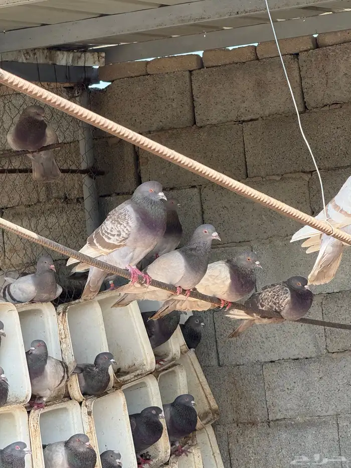 حمام فرنسي سلفر 5