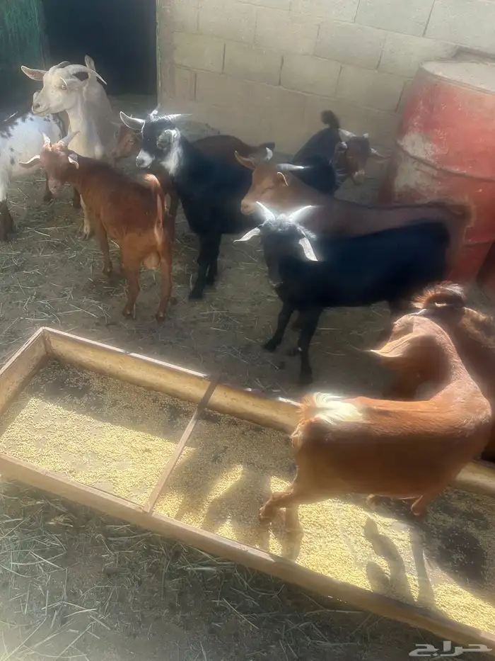 تيوس للبيع 1