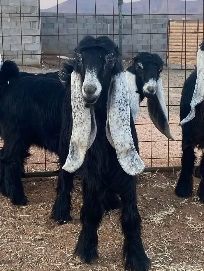 معزا عوارض جفار صنف تمم البيع 6