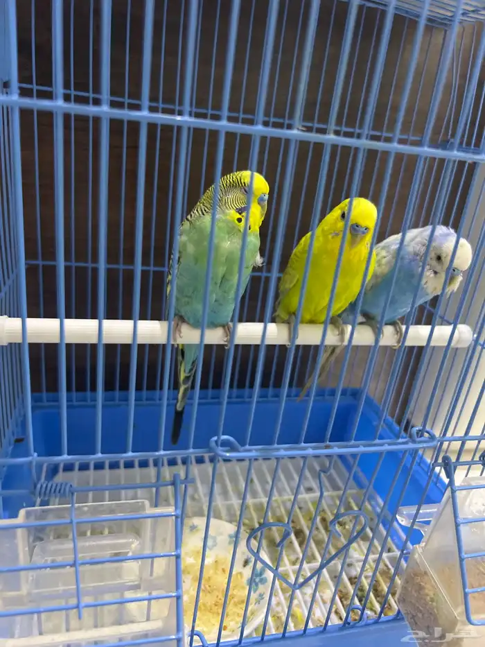 عصافير للبيع 2