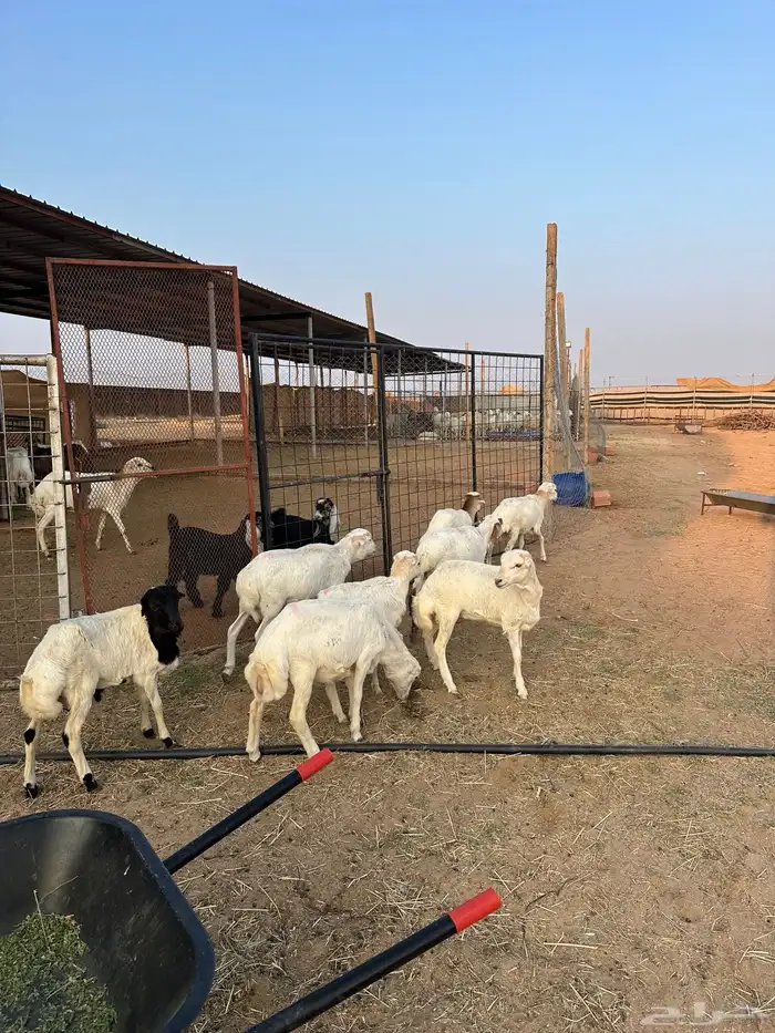 طليان جذعان نوع رفيدي 5