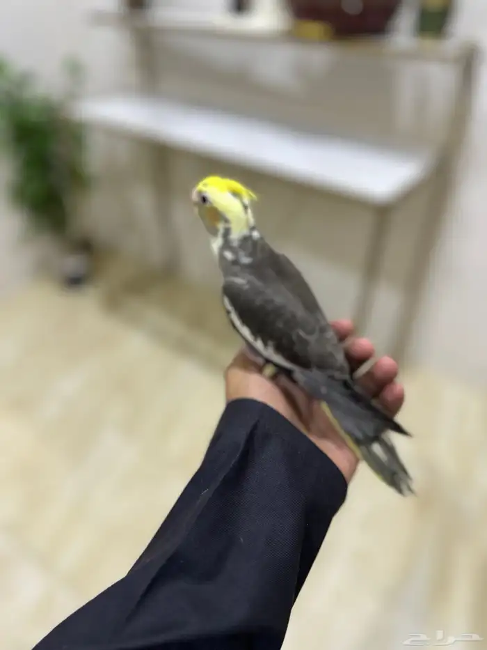 ذكر كروان هدد 0