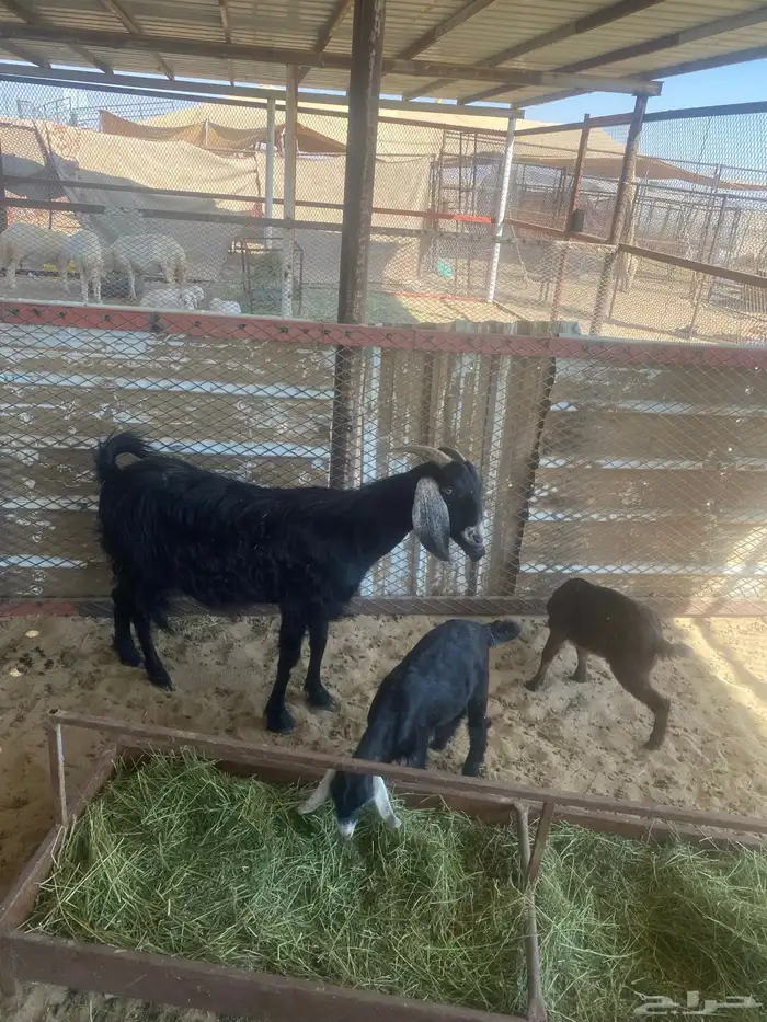 عنز خلفه جامع تحتها تيس وعناق 1