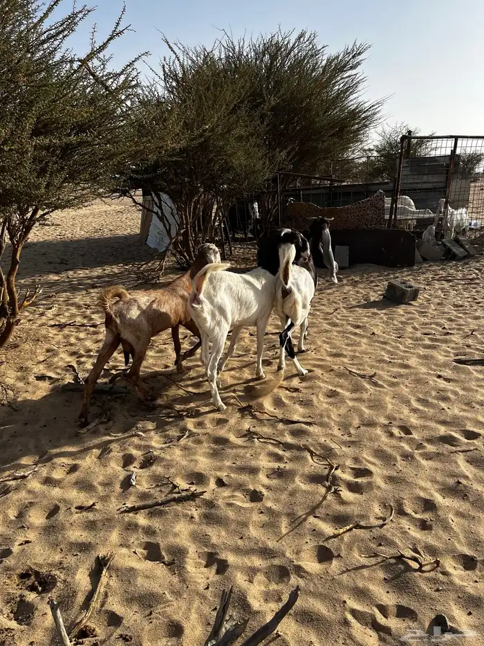 جفرات دفيع شرط 7