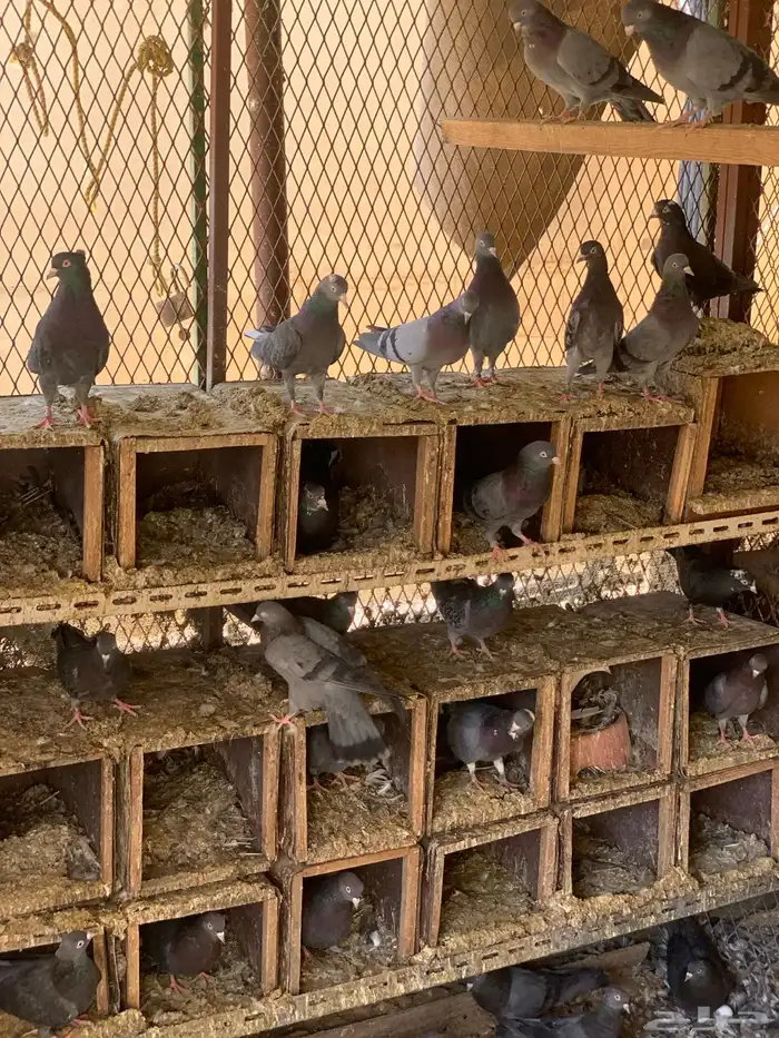 حمام قطايف 15