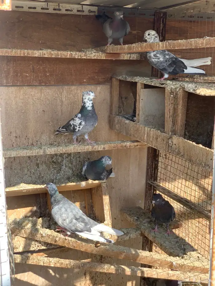 حمام قطايف 21