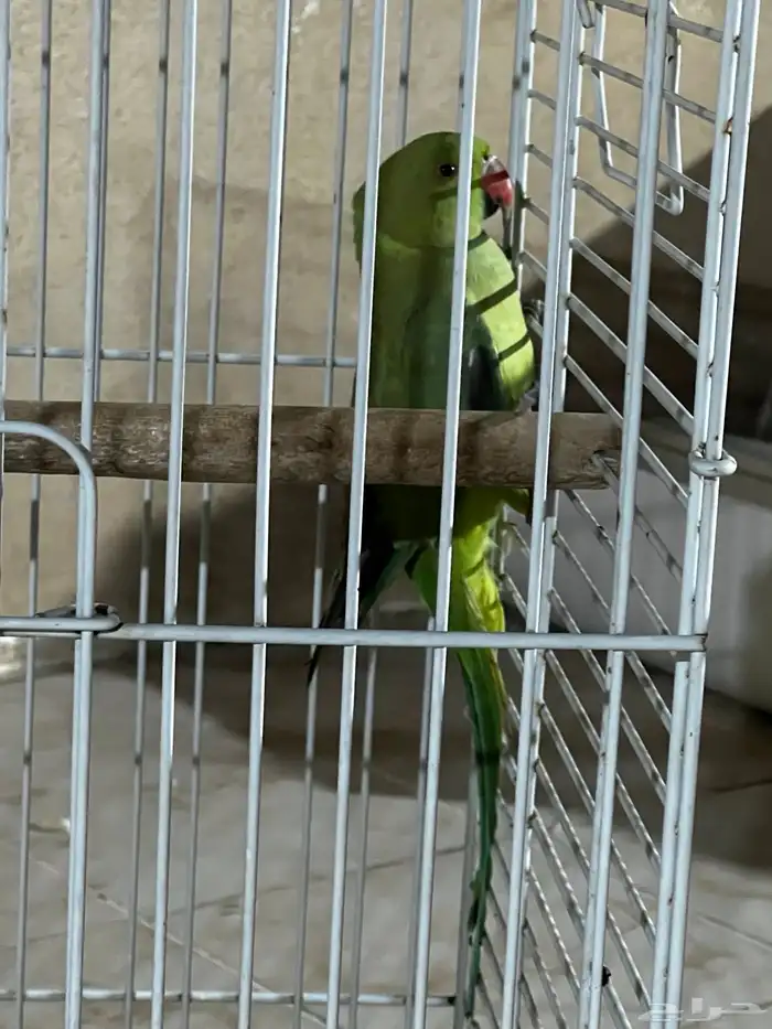 ببغاء درة للبيع 0
