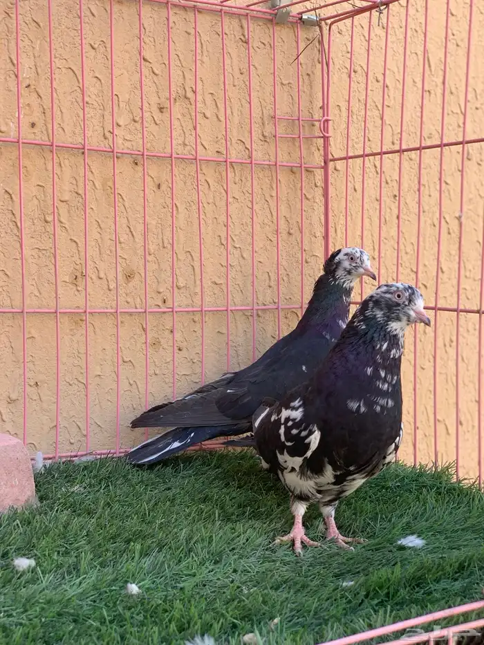 حمام قطايف 23