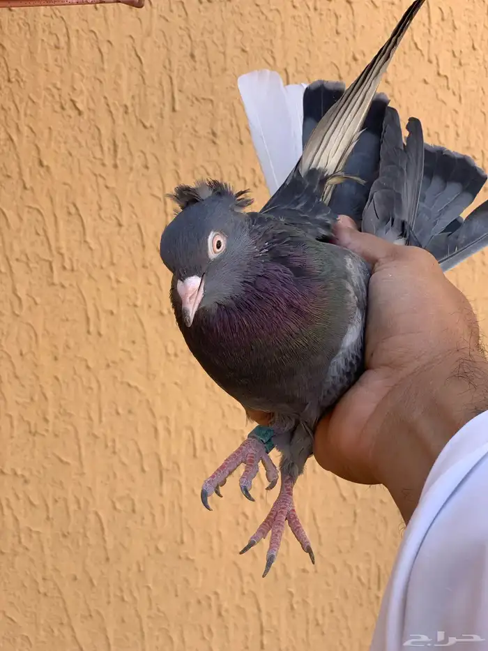 حمام قطايف 3