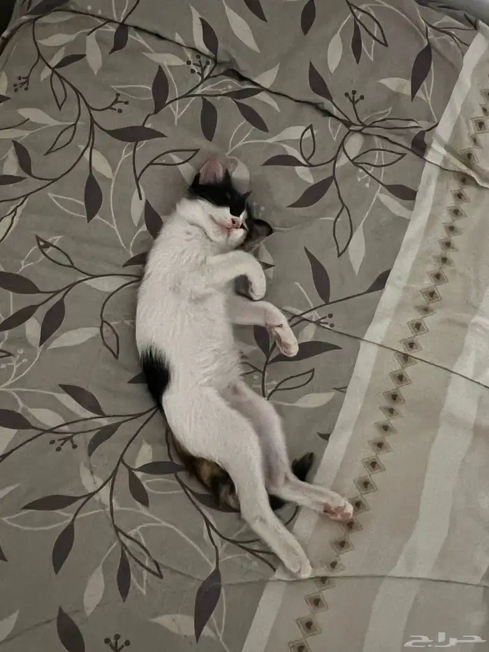 كاليكو 3 شهور ونص منقذة 0