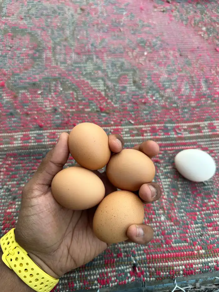 دجاج لوهمان بياض 5