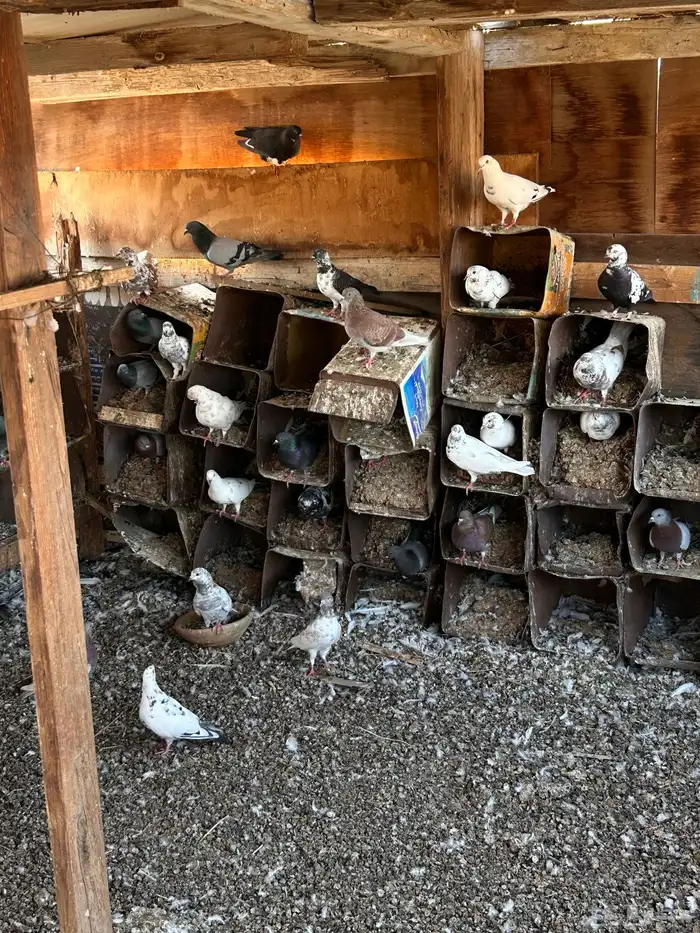 حمام بلدي للبيع 1