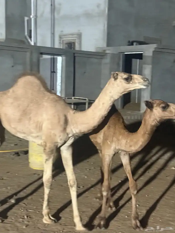 بكره 9 شهور وبعير 7 شهور للبيع 2