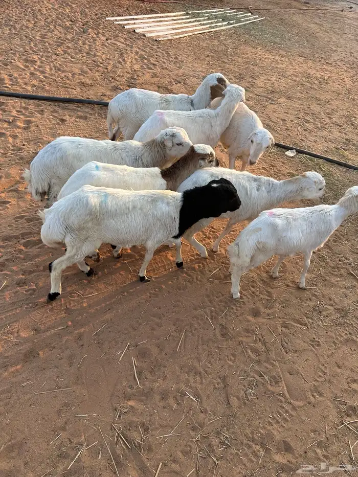 طليان جذعان نوع رفيدي 0