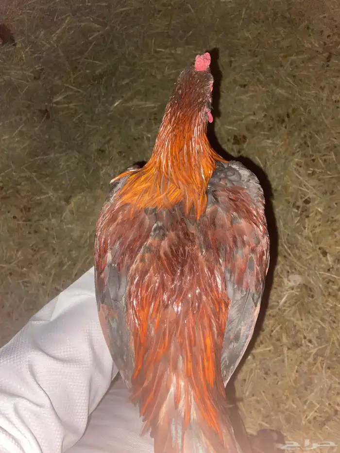 ديك ودجاجة باكستاني سندي أصيل العمر  خمس شهور ونص للبيع 5