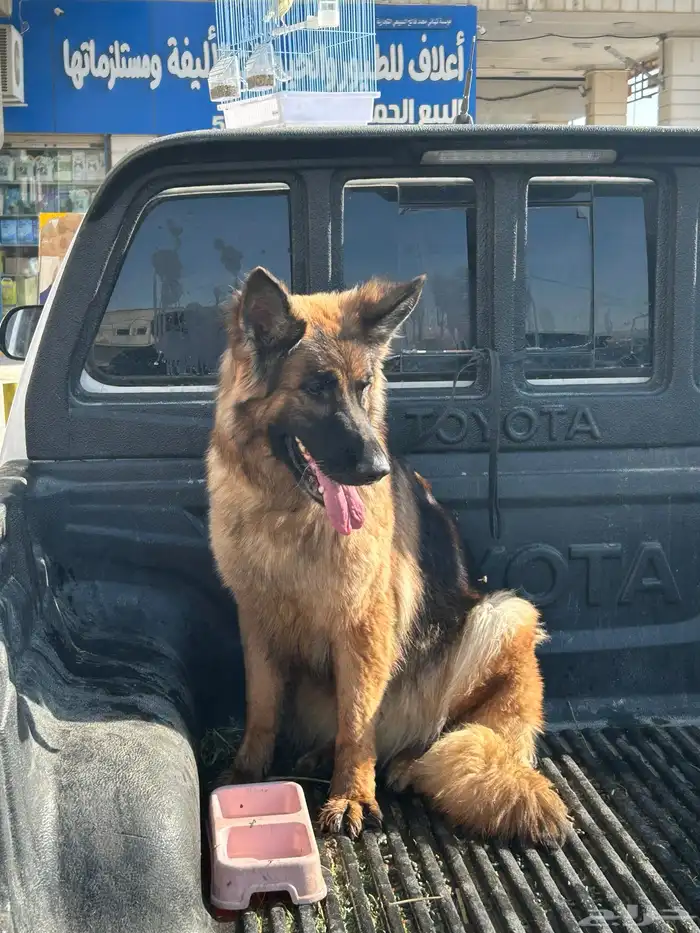 جيرمن شولاين حراسه 5