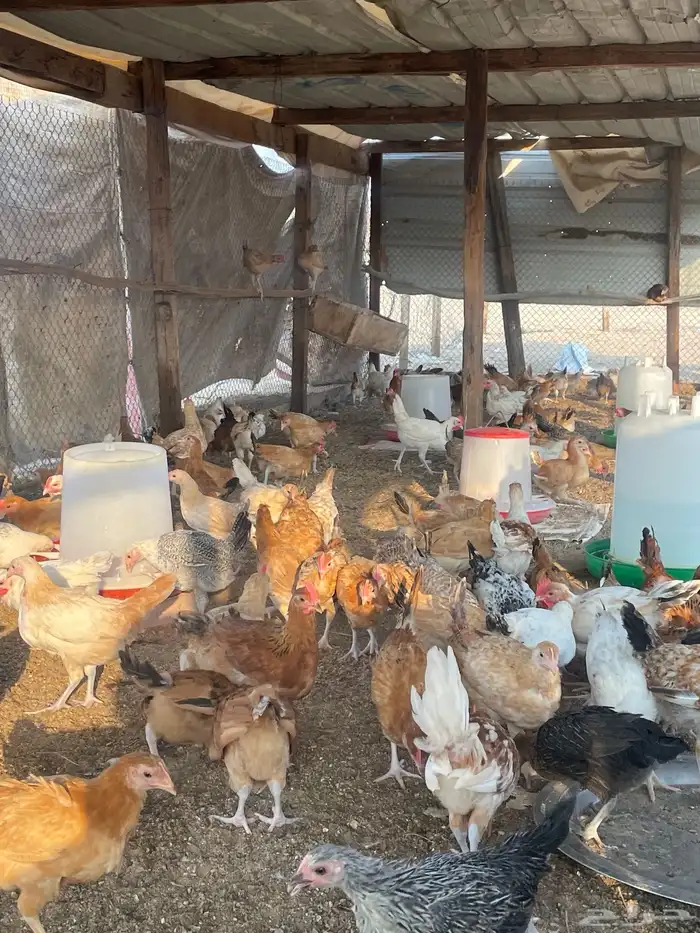 بيض  صوص   دجاج وديوك للبيع 8