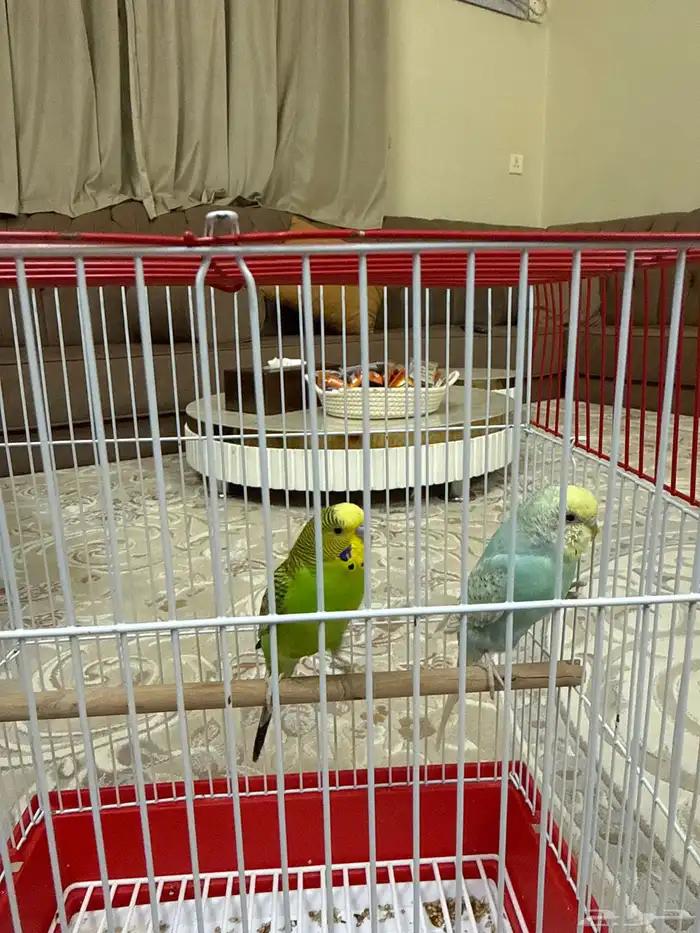 عصفور للبيع 1