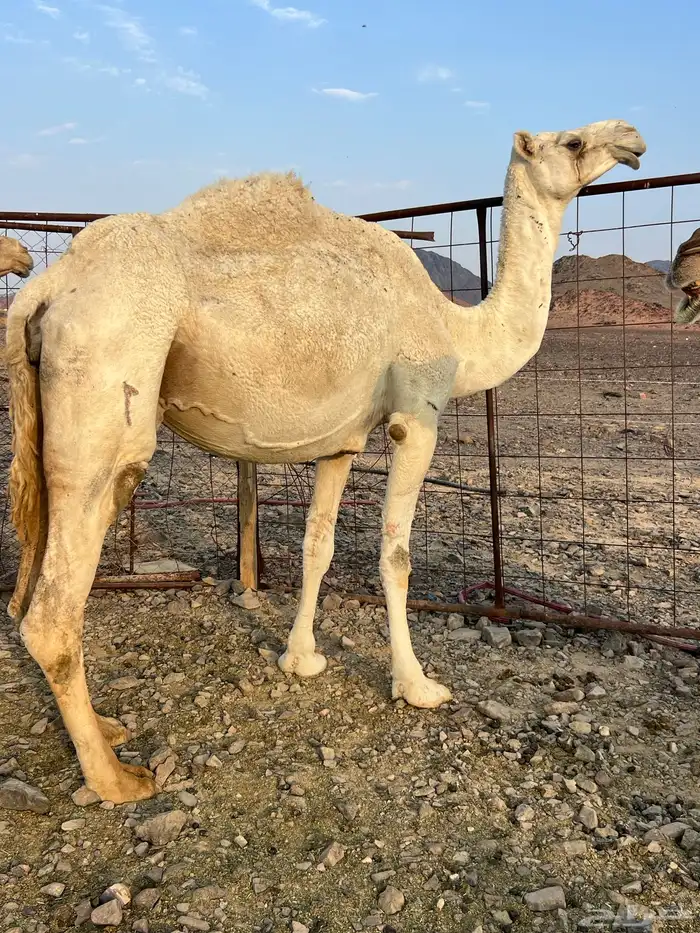 لقحه وضحاء ملاقي كفو ب 7500 تم البيع 2