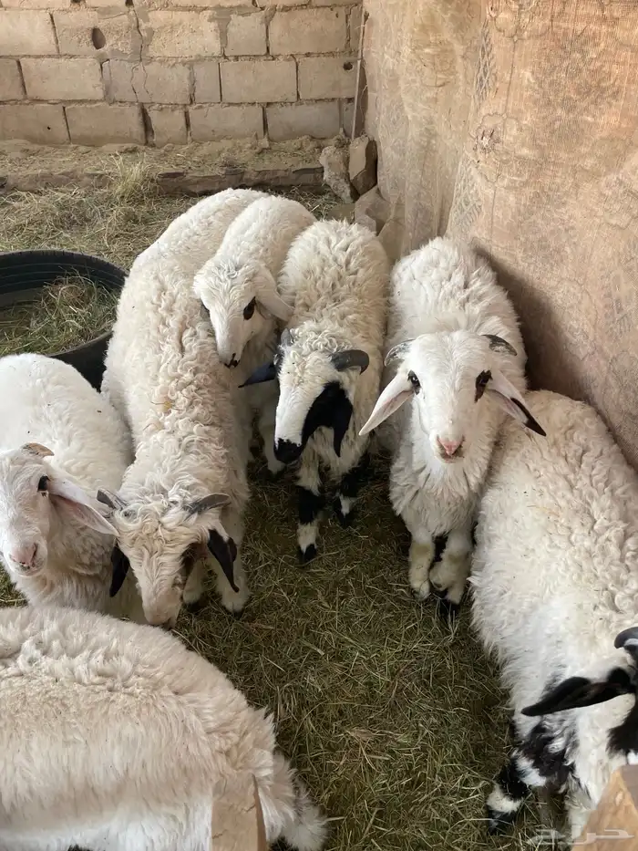 خرفان طيبات 0