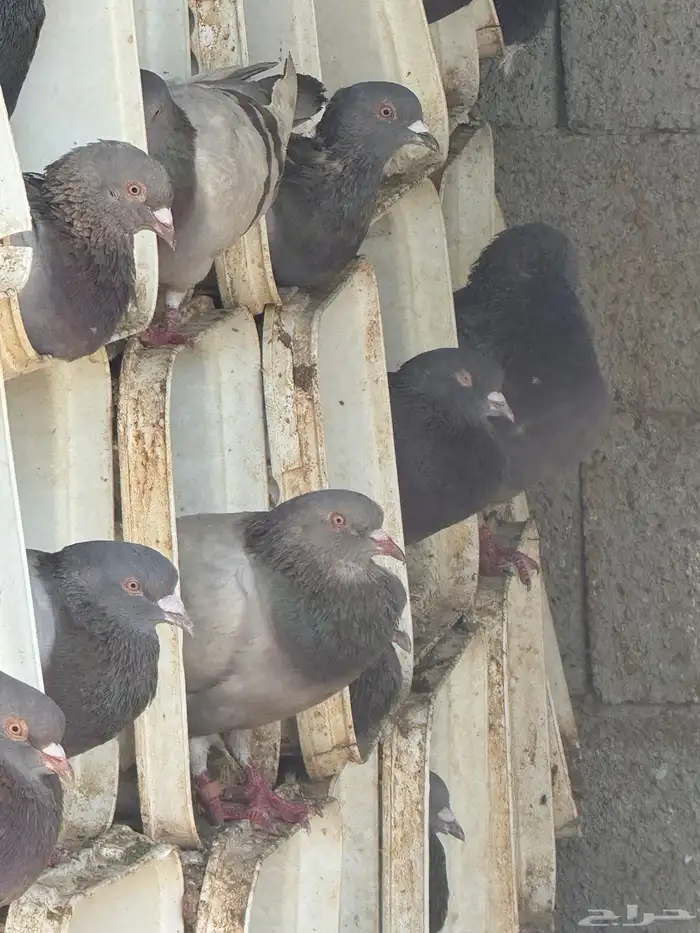 حمام فرنسي سلفر 0