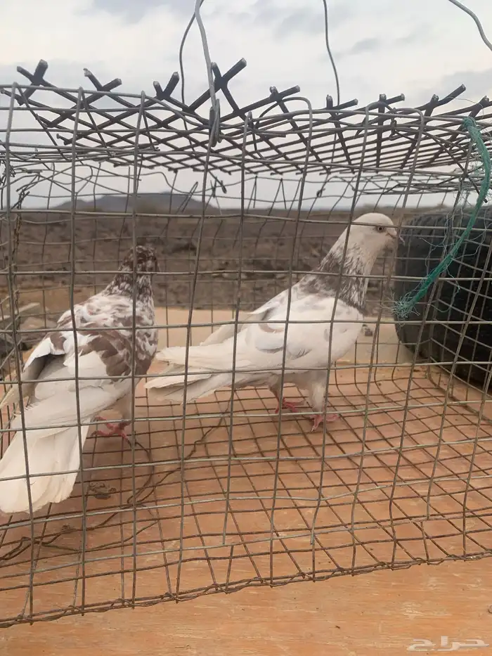 زوج حمام بلدي منتج 1